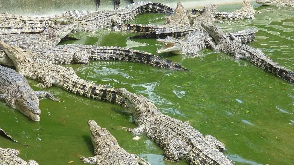 crocodile park